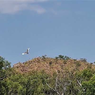 Ephippiorhynchus asiaticus (Black-necked Stork) at Lake Argyle, WA - 16 Sep 2024 by Mike