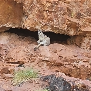 Petrogale assimilis at Kununurra, WA by Mike