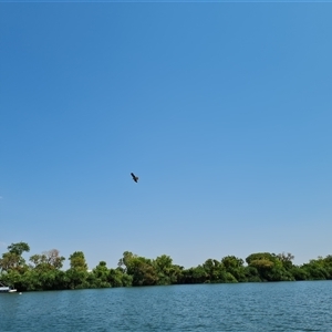 Haliastur sphenurus (Whistling Kite) at Kununurra, WA by Mike