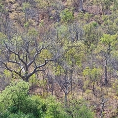 Unidentified Other Tree at Kununurra, WA - 16 Sep 2024 by Mike