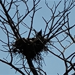 Unverified at suppressed - suppressed