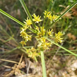 Cyperus sp. at Ord River, WA by Mike