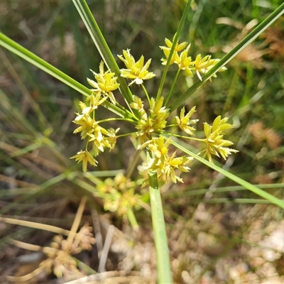 Cyperus sp. at Ord River, WA - 15 Sep 2024 by Mike