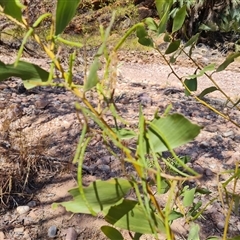 Unidentified Other Shrub at Purnululu, WA - 15 Sep 2024 by Mike