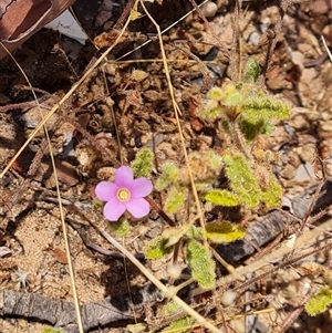 Unidentified Other Shrub at Purnululu, WA by Mike