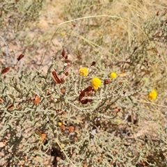 Unidentified Other Shrub at Purnululu, WA - 15 Sep 2024 by Mike