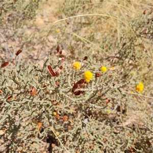 Unidentified Other Shrub at Purnululu, WA by Mike