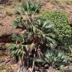 Unidentified Plant at Purnululu, WA - 15 Sep 2024 by Mike