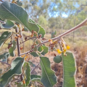 Unidentified Other Shrub at Purnululu, WA by Mike