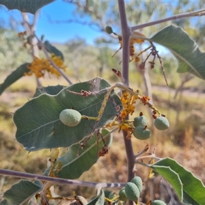 Unidentified at suppressed - 15 Sep 2024