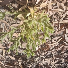 Unidentified Other Wildflower or Herb at Purnululu, WA - 14 Sep 2024 by Mike