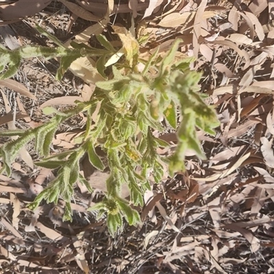 Unverified Other Wildflower or Herb at Purnululu, WA - 15 Sep 2024 by Mike
