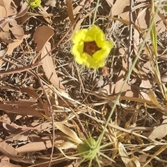 Unidentified Other Wildflower or Herb at Purnululu, WA - 14 Sep 2024 by Mike