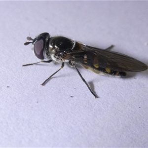 Simosyrphus grandicornis at Belconnen, ACT - 16 Sep 2024