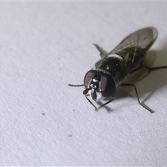 Simosyrphus grandicornis at Belconnen, ACT - 16 Sep 2024