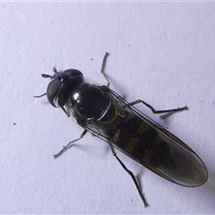 Simosyrphus grandicornis at Belconnen, ACT - 16 Sep 2024