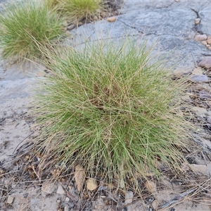 Unidentified Grass at Purnululu, WA by Mike