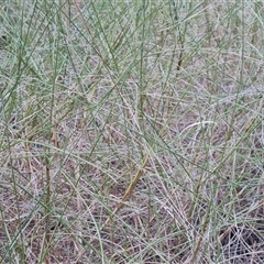 Unverified Grass at Purnululu, WA - 14 Sep 2024 by Mike