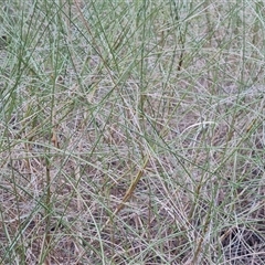 Unidentified Grass at Purnululu, WA - 14 Sep 2024 by Mike