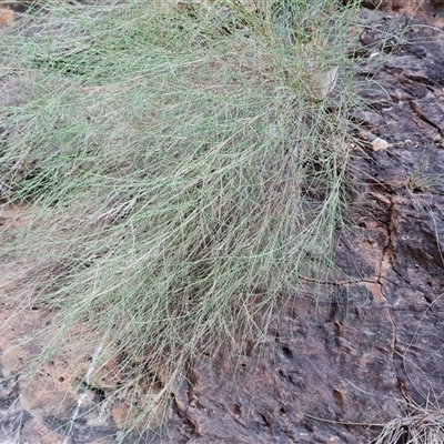 Unverified Grass at Purnululu, WA - 14 Sep 2024 by Mike
