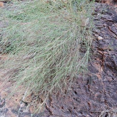 Unidentified Grass at Purnululu, WA - 14 Sep 2024 by Mike