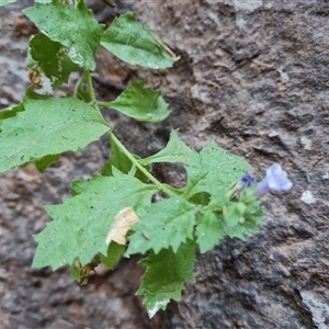 Unidentified Other Wildflower or Herb at Purnululu, WA by Mike