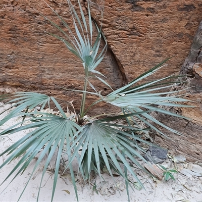 Unverified Plant at Purnululu, WA - 14 Sep 2024 by Mike