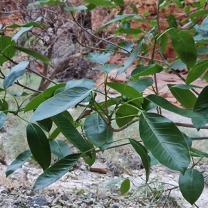 Unidentified Other Tree at Purnululu, WA by Mike