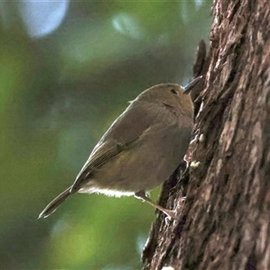 Sericornis magnirostra at Bulli, NSW - 14 Sep 2024 04:12 PM