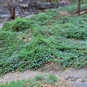 Unidentified Plant at Purnululu, WA by Mike