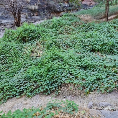 Unverified Plant at Purnululu, WA - 14 Sep 2024 by Mike