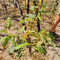 Unidentified Plant at Purnululu, WA - 14 Sep 2024 by Mike