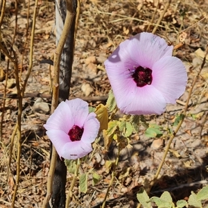 Unidentified Other Wildflower or Herb at Purnululu, WA by Mike