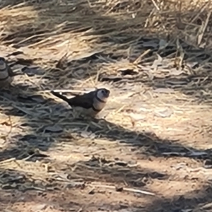 Stizoptera bichenovii (Double-barred Finch) at Purnululu, WA by Mike