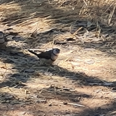 Stizoptera bichenovii (Double-barred Finch) at Purnululu, WA - 14 Sep 2024 by Mike