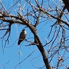 Artamus cinereus (Black-faced Woodswallow) at Purnululu, WA - 14 Sep 2024 by Mike