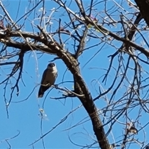 Artamus cinereus at Purnululu, WA - 14 Sep 2024 11:25 AM