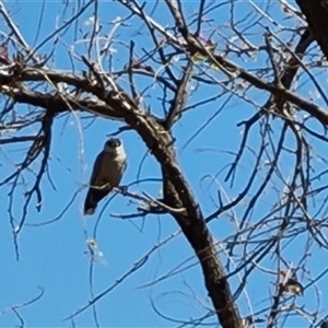 Artamus cinereus (Black-faced Woodswallow) at Purnululu, WA by Mike