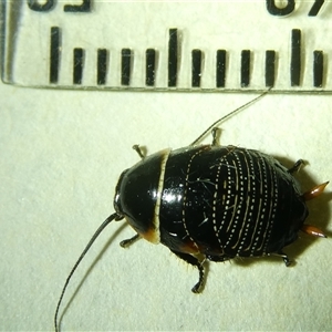 Ellipsidion australe at Belconnen, ACT - 16 Sep 2024