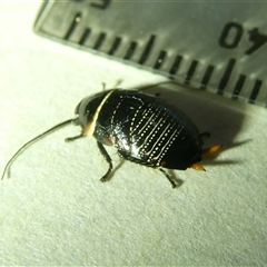 Ellipsidion australe at Belconnen, ACT - 16 Sep 2024