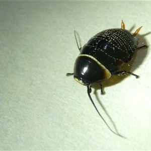 Ellipsidion australe at Belconnen, ACT - 16 Sep 2024