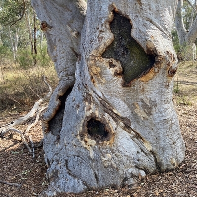 Eucalyptus rossii (Inland Scribbly Gum) at Yarralumla, ACT - 14 Sep 2024 by jks