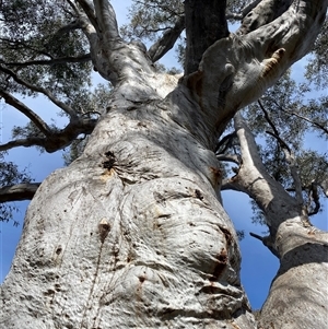 Eucalyptus rossii at Yarralumla, ACT - 14 Sep 2024