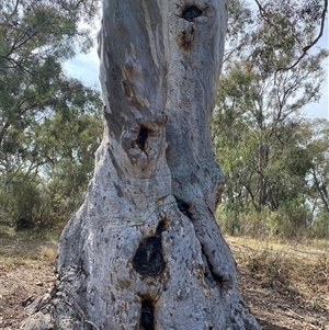 Eucalyptus rossii at Yarralumla, ACT - 14 Sep 2024