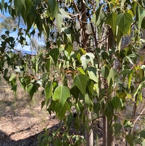 Brachychiton populneus at Yarralumla, ACT - 14 Sep 2024