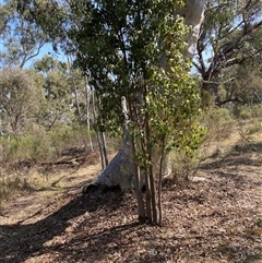 Brachychiton populneus at Yarralumla, ACT - 14 Sep 2024