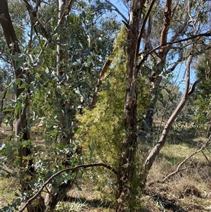 Clematis leptophylla at Yarralumla, ACT - 14 Sep 2024