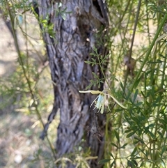 Clematis leptophylla at Yarralumla, ACT - 14 Sep 2024