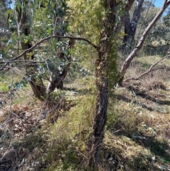 Clematis leptophylla at Yarralumla, ACT - 14 Sep 2024