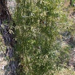 Clematis leptophylla at Yarralumla, ACT - 14 Sep 2024